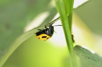 Yellow And Black Ladybug | Obraz na stenu