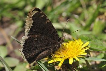 Brown And Cream Insect On Yellow Flower | Obraz na stenu