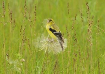 Yellow And Black Bird In Field | Obraz na stenu