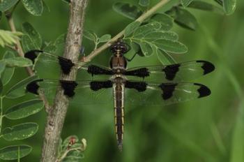 Brown Dragonfly With Black Spotted Wings | Obraz na stenu