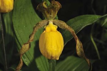 Yellow Flower And Wide Leaves | Obraz na stenu