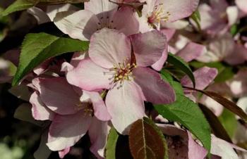 Pink Flower Bush | Obraz na stenu