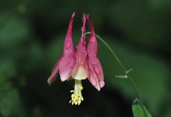 Pink Flower And Stem On Green | Obraz na stenu