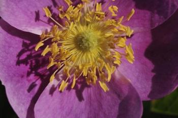 Purple Flower With Yellow Stamen | Obraz na stenu