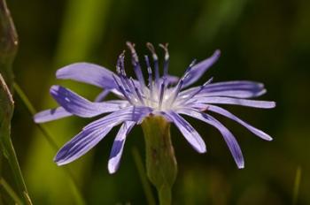 Purple Floral Bloom Closeup | Obraz na stenu