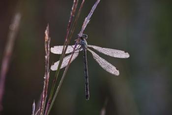 Dragonfly And Magenta Stems | Obraz na stenu