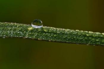 Dew On Blade Of Greenery | Obraz na stenu