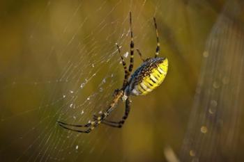 Yellow Spider On The Web | Obraz na stenu