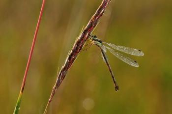 Green Dragonfly On Red Stem | Obraz na stenu