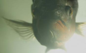 Green Underwater Fish Closeup | Obraz na stenu