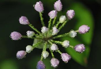 Purple Flower Buds With Dew | Obraz na stenu