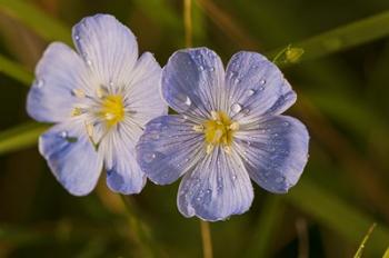 Blue Flower Blooms | Obraz na stenu