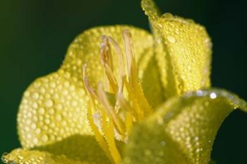 Yellow Flower Bloomed With Dew | Obraz na stenu