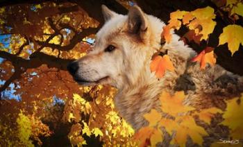 Autumn Leaves and Wolf | Obraz na stenu