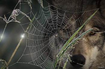 Web & Wolf | Obraz na stenu