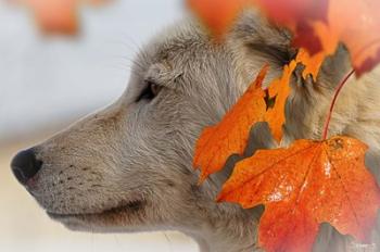 Wolf Profile Autumn Leaves | Obraz na stenu