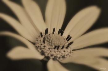 White And Black Flower | Obraz na stenu
