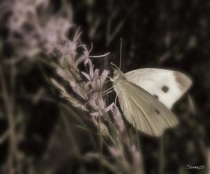 Moth On Lavendar Wildflower | Obraz na stenu
