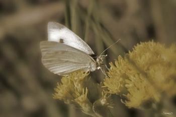 Moth On Yellow Wildflower | Obraz na stenu
