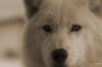 White Wolf Closeup | Obraz na stenu