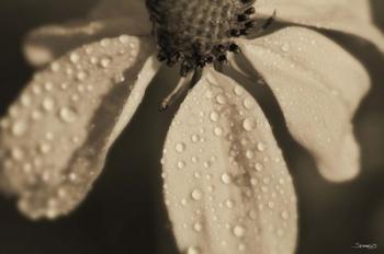 Black And White Flower With Dew | Obraz na stenu