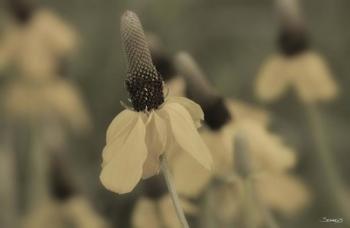 White Flower In Field Closeup I | Obraz na stenu