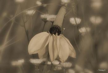 White Flower In Field Of Small Flowers | Obraz na stenu