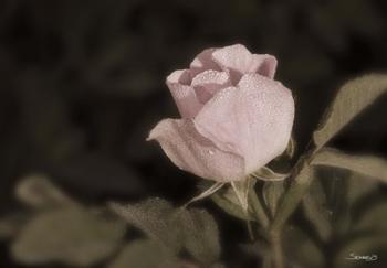 Pink Flower Closeup II | Obraz na stenu