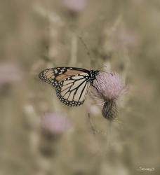 Black And White Butterfly On Flower Closeup | Obraz na stenu