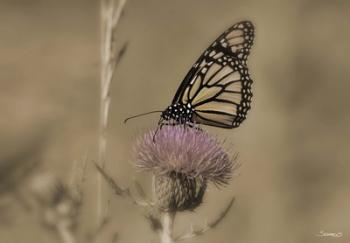 Black And White Butterfly On Flower | Obraz na stenu