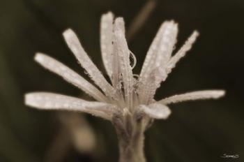 Pink Flower Petals And Dew | Obraz na stenu