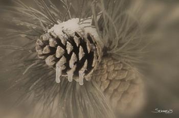 Frosted Acorn Closeup | Obraz na stenu