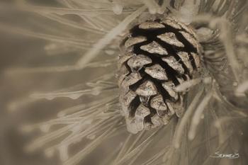 Frosted Acorn And Pine Needles | Obraz na stenu