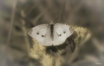 White Moth On Yellow Flower Closeup | Obraz na stenu