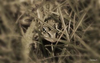 Frog Hidden Behind Grass Blades | Obraz na stenu