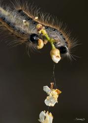 Catepillar On White Flower Buds | Obraz na stenu