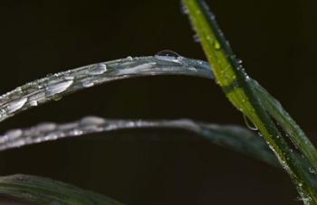 Blades Of Grass After Rain | Obraz na stenu