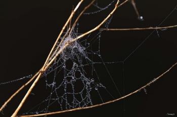 Spider Web Covered In Dew | Obraz na stenu