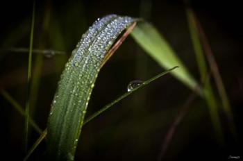 Grass Blade Covered With Dew | Obraz na stenu