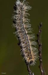 Blue Caterpillar On Branch | Obraz na stenu