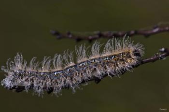 Blue Caterpillar On Branch Closeup | Obraz na stenu