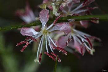 Pink Flowers Covered In Dew | Obraz na stenu