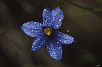 Blue Wildflower With Dew | Obraz na stenu
