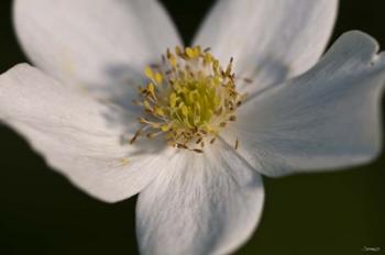 White And Yellow Flower Closeup | Obraz na stenu