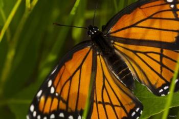 Orange Butterfly And Greenery Closeup | Obraz na stenu