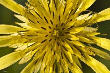 Yellow Flower Petals Closeup | Obraz na stenu