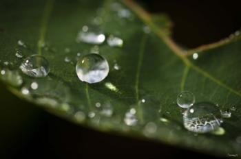 Drops Of Rain On Leaf Closeup I | Obraz na stenu