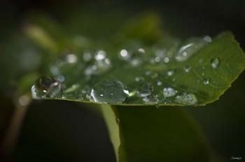 Drops Of Rain On Leaf Closeup II | Obraz na stenu