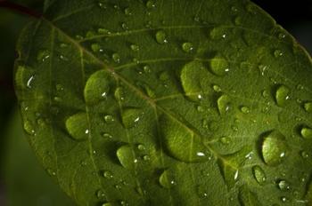 Drops Of Rain On Leaf | Obraz na stenu