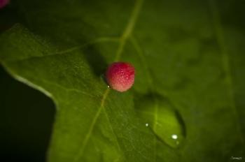 Red Berry On Leaf | Obraz na stenu